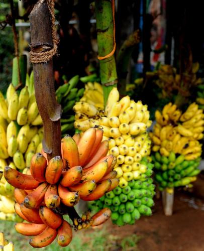 a bunch of bunches of bananas in a market at Bentota Home Stay in Bentota