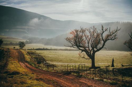 a tree in a field next to a dirt road at Appelsbosch Guest Farm in Swellendam