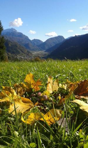 a pile of leaves on the grass in a field at Stalut das puestines in Arta Terme