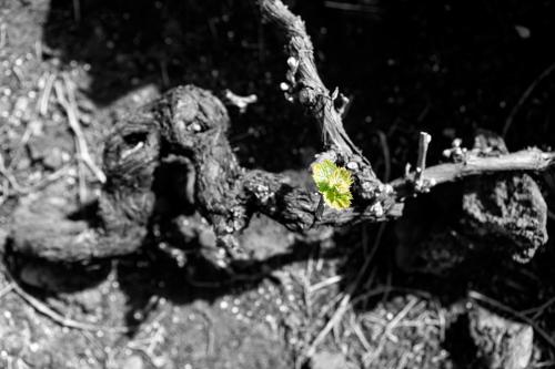 a small plant is growing on a tree branch at Vila Barca in Madalena