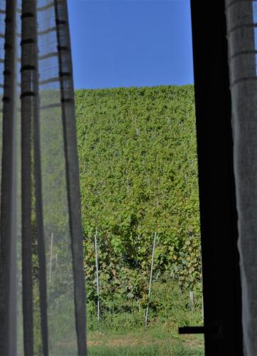 a view of a green field from a window at Vitae di Langa in Grinzane Cavour