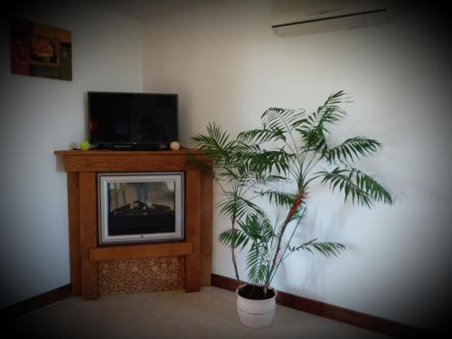 a living room with a tv and a palm tree at Gîte Bien Etre in Boulogne-sur-Gesse