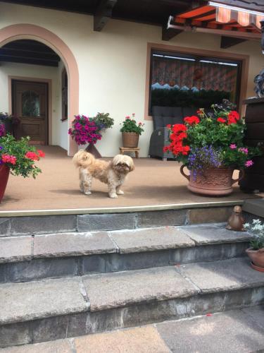 Galería fotográfica de Bianca`s BB en Sölden