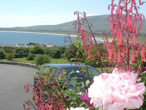 Gallery image of The Plough B&B in Ventry