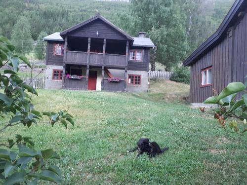a black dog laying in the grass in front of a house at Teigen Gard in Lom
