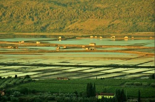 a large field of crops with mountains in the background at Apartment Istrian view in Šmarje
