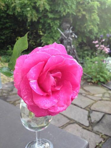a pink rose sitting in a wine glass at Domaine de la Coteire in Cugy