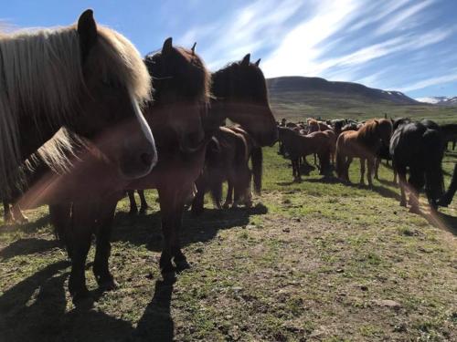 a herd of horses standing in a field at Syðra-Skörðugil Guesthouse in Varmahlid