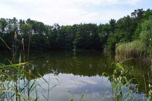a view of a lake with trees in the background at Ferienwohnung Rehagen Süd in Mellensee