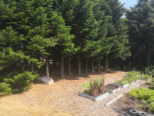 a row of plants in a garden with trees at Bændal in Bækmarksbro