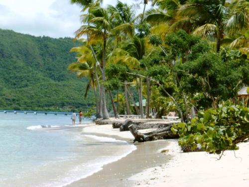 a beach with palm trees and the ocean at Villas Créoles in Sainte-Anne