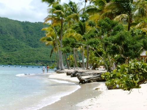 - une plage avec des palmiers et l'océan dans l'établissement Villas Créoles, à Sainte-Anne