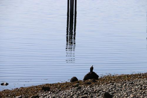 a bird sitting on the shore of a body of water at Nimpkish Hotel in Alert Bay