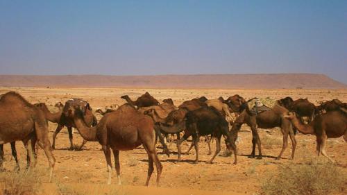a herd of animals running in the desert at Gite Tamlli in Aoufous
