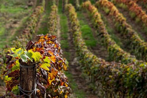 a rows of plants in a field at Castello di Serragiumenta in Firmo