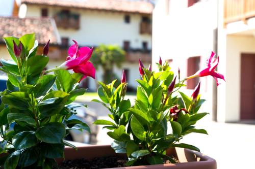 a group of pink flowers in a pot at Albergo Diffuso Polcenigo B.Vittorio in Polcenigo