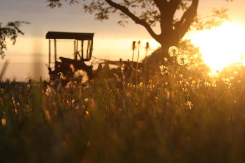 un campo de hierba con un árbol al atardecer en Forsthof Niendorf en Teterow