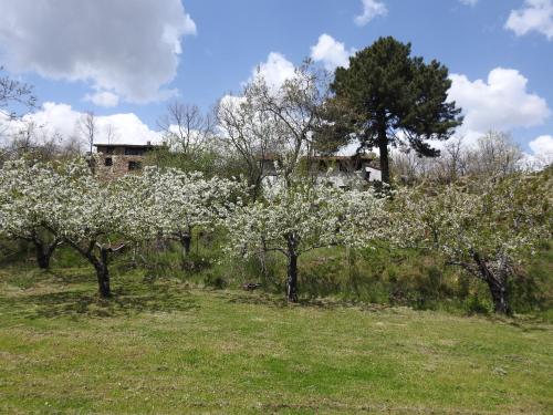 a group of trees with white flowers in a field at Casas Arbillas in Arenas de San Pedro