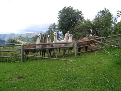 Animales en the country house o alrededores