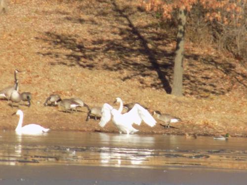 a group of geese swimming in the water at StoneWall House in Lake Elmo