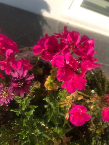 a group of pink flowers in front of a window at Søhuset in Viborg