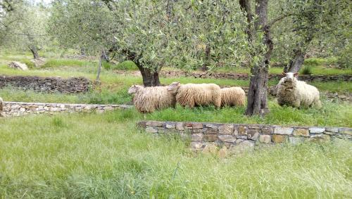 a group of sheep standing in a field next to trees at Agriturismo La Rocca in San Bartolomeo al Mare