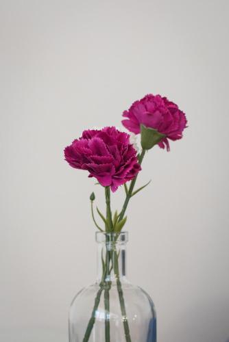 two pink flowers in a clear glass vase at Central, spacious, great view in Hvar