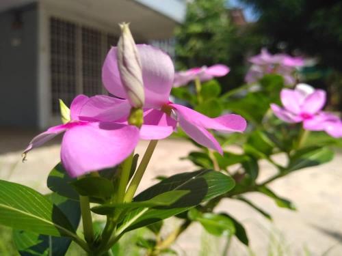 a group of pink flowers in front of a house at Kayangan Homestay Perlis for Mslim Only in Kangar