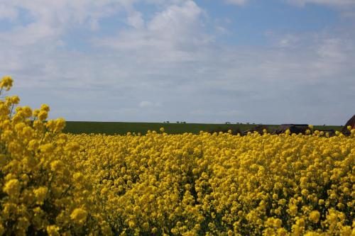 a field of yellow flowers with a blue sky at Nordsee Lodge in Pellworm