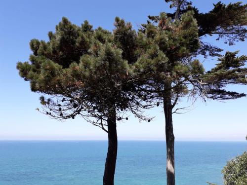 two trees in front of the ocean at Granville Plage Plat Gousset in Granville