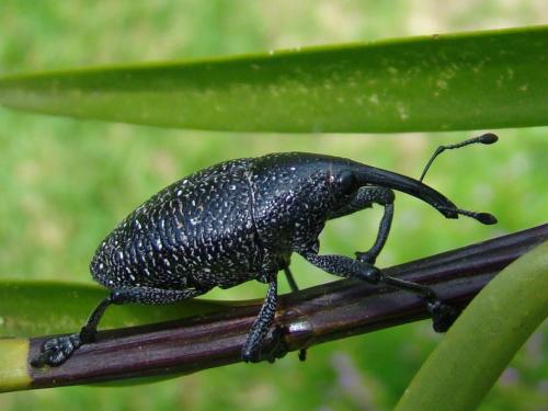 a beetle is sitting on a plant at Hotel Eco Arenal in Fortuna