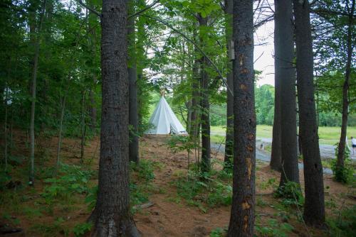 a white tent in the middle of a forest at Parc Omega in Montebello
