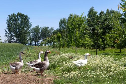 a group of geese standing in a field at Corte Mainolda in Castellucchio