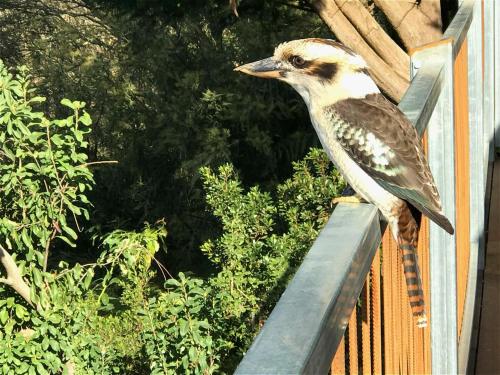 a bird sitting on a rail on a fence at Beautiful view house in Monbulk