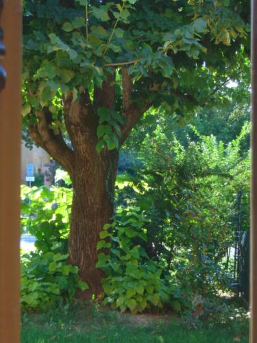 a tree with ivy growing around the base of it at B&B Marana 14 Casa di Campagna in Bologna