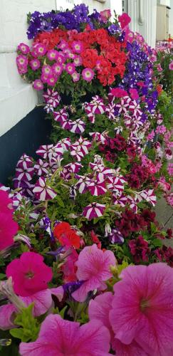 a bunch of pink and purple flowers in a garden at Waterfront Hotel in Deal