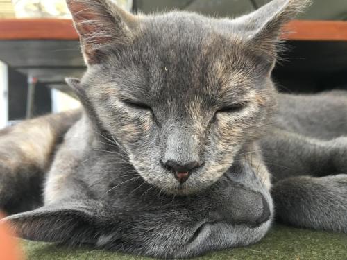 un chat gris se couchant les yeux fermés dans l'établissement Kona Bayview Inn, à Captain Cook