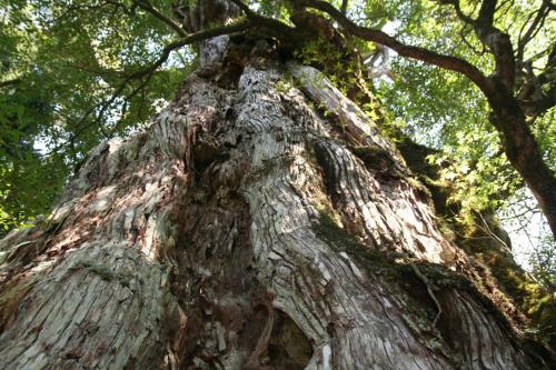 a close up of the trunk of a large tree at Yakunoyado Taguchi in Yakushima