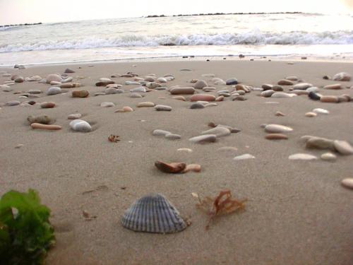 a shell in the sand on a beach at Hotel Rivamare in Massignano