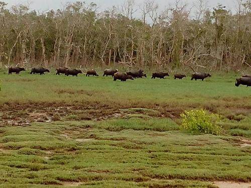 a herd of buffalo grazing in a field at Taragala Chalets in Kalametiya