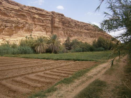 a field of crops in front of a mountain at Gite Tamlli in Aoufous