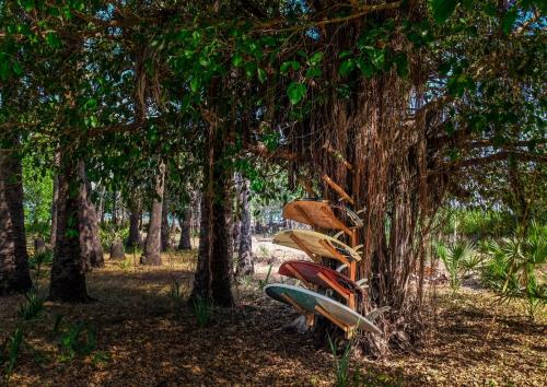 a bunch of surfboards leaning against a tree at Beach Hut by S.A.R. in Waingapu