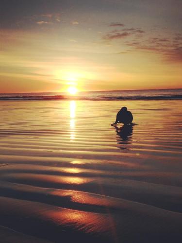 a bird sitting on the beach at sunset at Seascape Accommodation in Kaka Point
