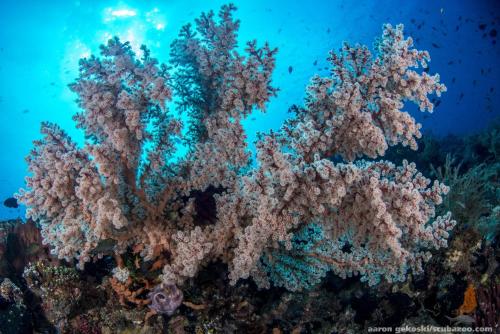 Landskap semula jadi dekat dengan resort