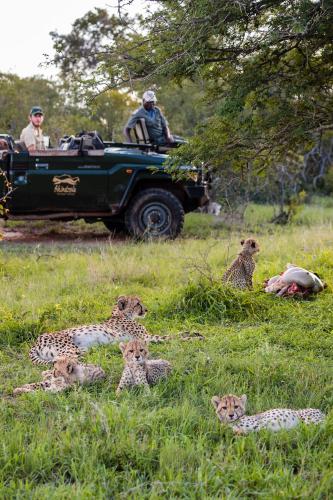 a group of cheetahs sitting in the grass with a jeep at Shindzela Tented Camp in Timbavati Game Reserve