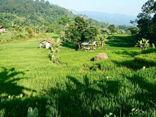 a field of green grass with a house in the distance at De Salak Homestay in Bogor