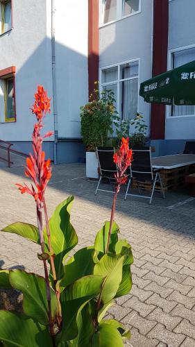 a plant with red flowers in front of a building at Ruhr Inn Hotel in Hattingen