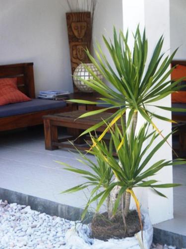 a palm plant in a room with a couch at Indigo Bungalows in Gili Trawangan