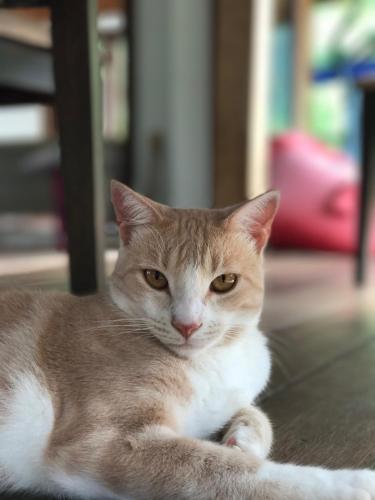 an orange and white cat laying on the floor at La Villa Te Fetia Nui Moorea in Teavaro