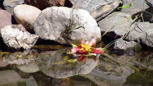 a flower in the water next to some rocks at Landgasthof Dorferwirt in Oberau